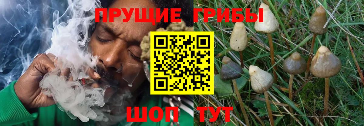 Галлюциногенные грибы Magic Shrooms Кстово